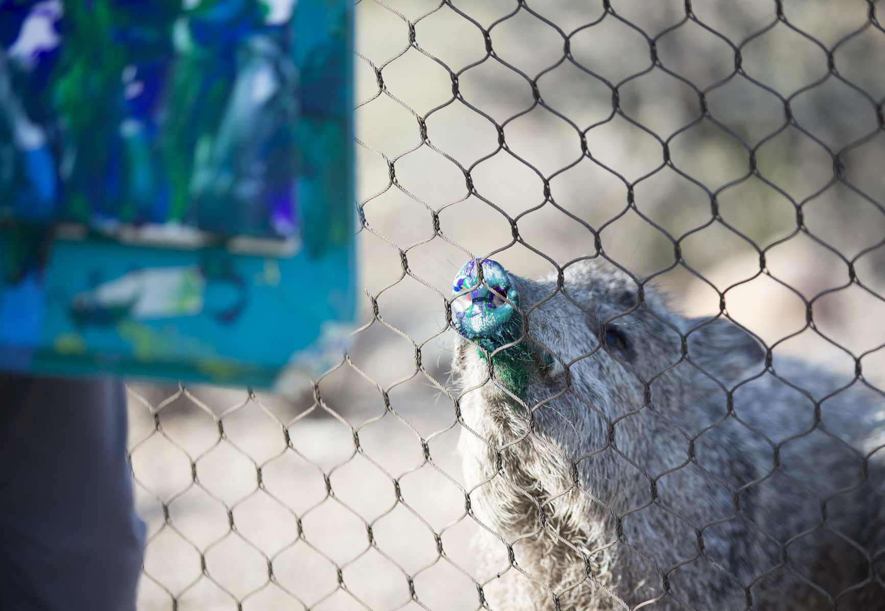 Animal enrichment